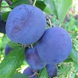 Слива домашняя Рекорд - Prunus domestica Record 3-5 ltr, 100-180см