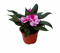 Бальзамин (Импатиенс) - Balsaminaceae D12 H25