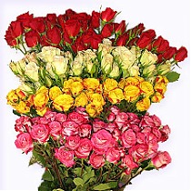 Роза кустовая микс Кения 50 см. 10 штук