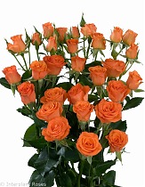 Роза кустовая Фанси 80см. 10 штук