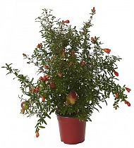 Гранат комнатный - Punica granatum Nana D15 H50