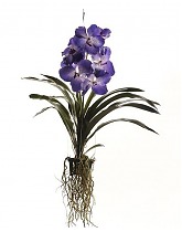 Ванда Синяя H90