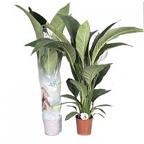 Спатифилиум белый - Spathiphyllum Sensation D24 H140