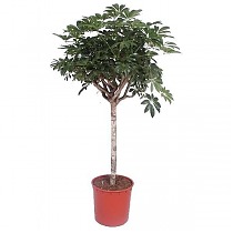 Шеффлера Компакта штамб - Schefflera D38 H180