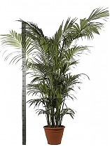 Пальма Ховея (Кентия) D45 H300