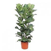 Фикус Лировидный (Лирата) - Ficus Lyrata D34 H180