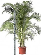 Пальма Арека D55 H300