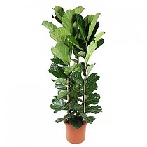 Фикус Лировидный (Лирата) - Ficus Lyrata D40 H240