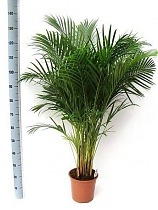 Пальма Арека D21 H120