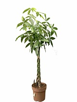 Пахира Акватика - Pachira D30 H160