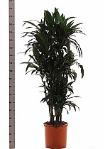Драцена Джанет Крэйг куст - Dracaena deremensis "Janet Craig" D38 H180