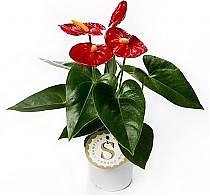 Антуриум Андреанум Алмера - Anthurium Almera красный D12 H40