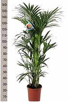 Ховея Форстера - Forsteriana D25 H160