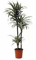 Драцена Варнески - Dracaena Warneckei D30 H150