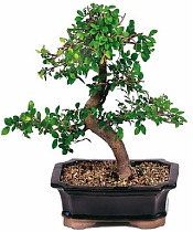 Бонсай Вяз D20 H30