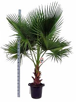Пальма Вашингтония робуста D45 H200