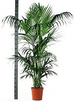 Ховея Форстера - Forsteriana D30 H240