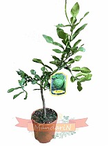 Каффир-лайм - Kaffir Limette (Citrus hystrix) D19 H60