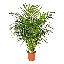 Пальма Арека D25 H160
