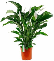 Спатифилиум белый - Spathiphyllum Sweet Lauretta D17 H90