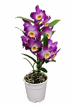 Дендробиум Нобиле розовый - Dendrobium nobile D12 H35