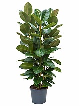 Фикус эластика Робуста - Ficus elastica Robusta D35 H180