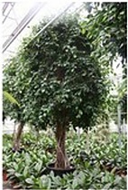 Фикус Бенджамина Экзотика штамб - Ficus benjamina D70 H450