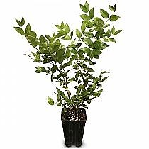 Жаботикаба - Myrciaria caulifloria D18 H80