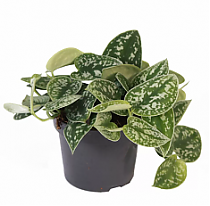 Сциндапсус расписной - Scindapsus pictus Trebie D14 H25