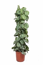 Сциндапсус расписной - Scindapsus pictus Trebie D24 H120