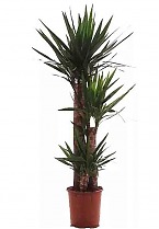 Пальма Юкка 3 ствола - Yucca D30 H140