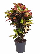 Кодиеум Миссис Айстон - Codiaeum Mrs Iceton D25 H120