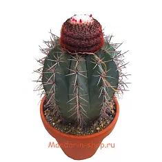 Мелокактус Байский - Melocactus  Bahiensis D15 H20