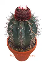 Мелокактус Байский - Melocactus  Bahiensis D15 H20