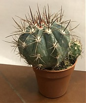 Мелокактус - Melocactus D5 H10