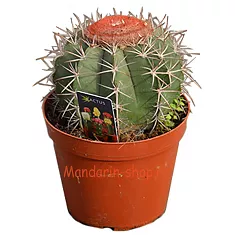 Мелокактус Байский - Melocactus  Bahiensis D23 H25
