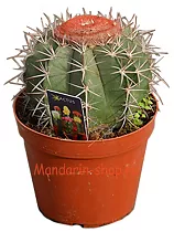 Мелокактус Байский - Melocactus  Bahiensis D23 H25