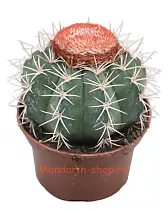 Мелокактус Байский - Melocactus  Bahiensis D9 H15