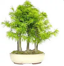 Лиственница роща хвойный бонсай - Bonsai Pseudolarix D20 H35