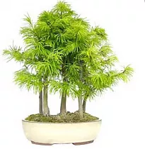 Лиственница роща хвойный бонсай - Bonsai Pseudolarix D20 H35
