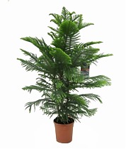 Араукария Хетерофилла - Araucaria D24 H120