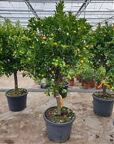Мандариновое дерево привитое - Citrus reticulata D50 H180