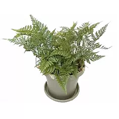 Даваллия - Davallia D12 H15