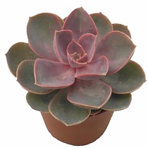 Эхеверия горбатоцветковая жемчужина Нюрнберга - Echeveria Perle von Nurnberg D9 H12