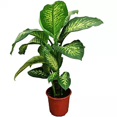Диффенбахия Марс - Dieffenbachia Mars D20 H90