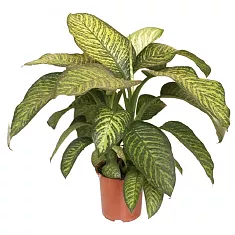 Диффенбахия Тропик Джевел - Dieffenbachia Tropic Jewel D24 H80