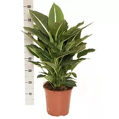 Диффенбахия Зеленая Магия (Диффенбахия Грин Меджик)  - Dieffenbachia Green Magic D24 H85