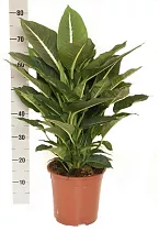 Диффенбахия Зеленая Магия (Диффенбахия Грин Меджик)  - Dieffenbachia Green Magic D24 H85
