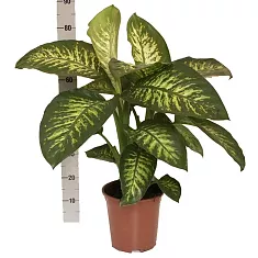 Диффенбахия Тропик Сноу - Dieffenbachia Tropic Snow D24 H85