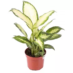 Диффенбахия Белая Амазонка - Dieffenbachia White Amazon D18 H60